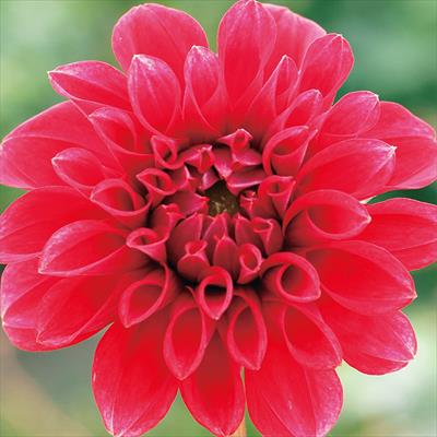 大株ダリア 紅かすが