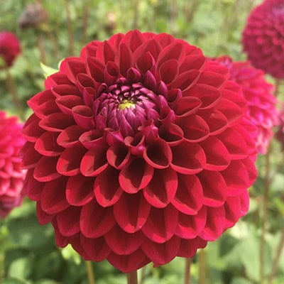 大株ダリア 絵日傘