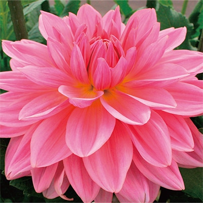 ダリア フェアウェイパイロット