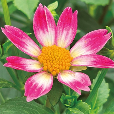 ダリア バレリーナ