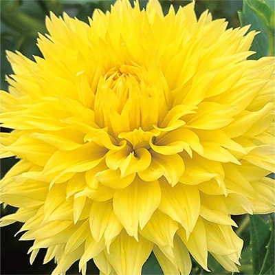 ダリア レモンフブキ