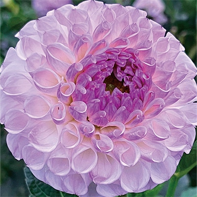 ダリア 淡雪手まり