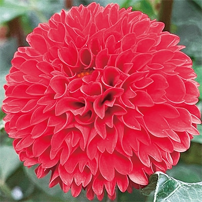 ダリア サックルジュエル