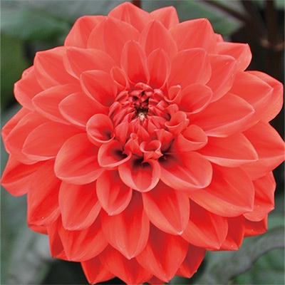 ダリア エレンヒューストン