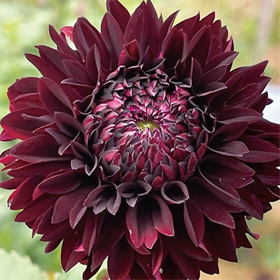 ダリア ポンポンショコラ