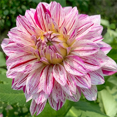 大株ダリア 宝のかすり