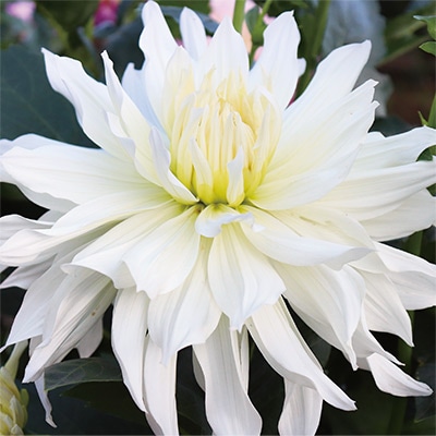 ダリア アルプスホワイト