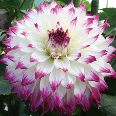 ダリア ウエディングマーチ