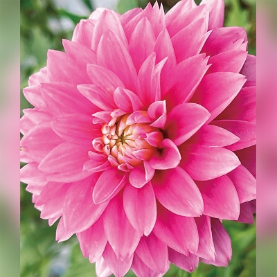 ダリア 姫さくら