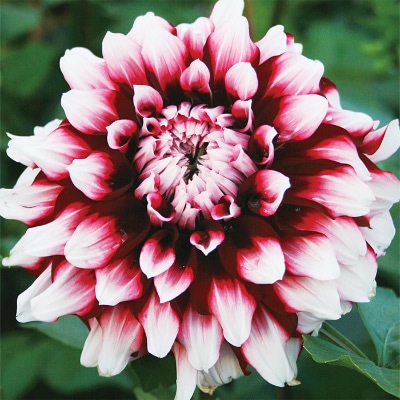 ダリア 影ぼうし