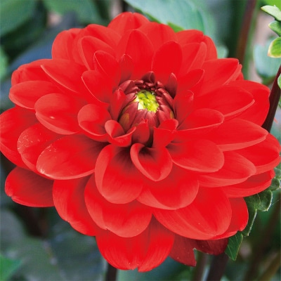 ダリア アズマベニ