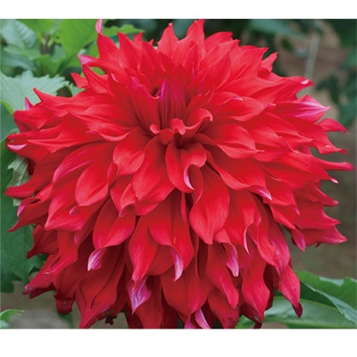 ダリア レッドマンモス