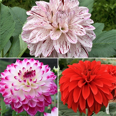 ダリア 豪華中大輪セット