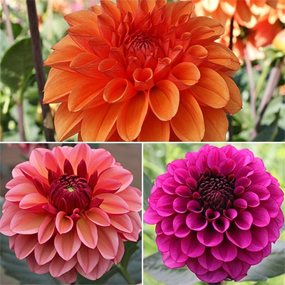 ダリア オータムセット