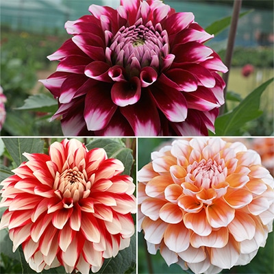 ダリア バイカラーセット