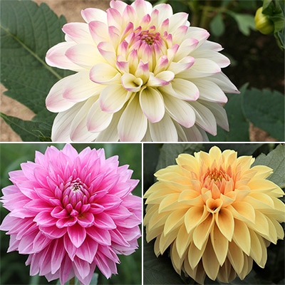 ダリア かわいい小輪セット