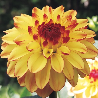 ダリア ハニーキャラメル