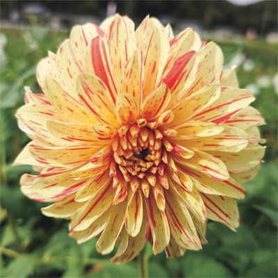 大株ダリア 花霞