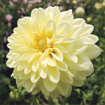 大株ダリア 宝月