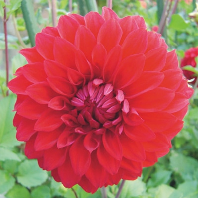 大株ダリア 球宴