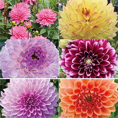 ダリア 見計らい