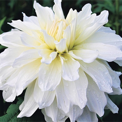 ダリア マルコムズホワイト