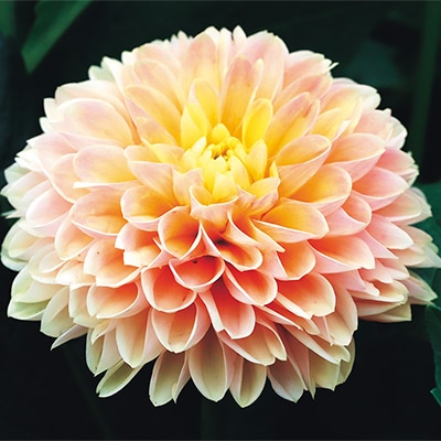 ダリア スマイリー