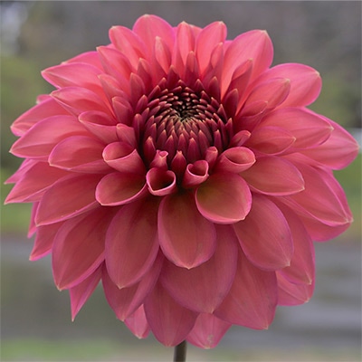 ダリア コーラルルージュ