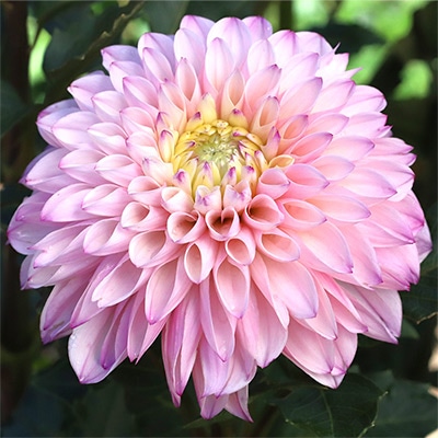 ダリア ベビーフェイス