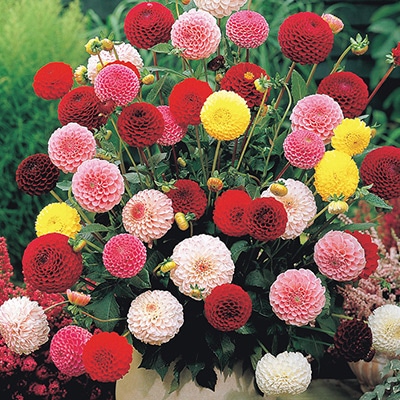 ダリア ポンポン咲き小輪ミックス