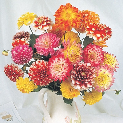 ダリア 中輪二色咲きミックス