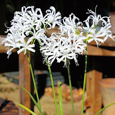 ネリネ ビアンカパーラ