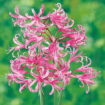 ネリネ ボーデニー