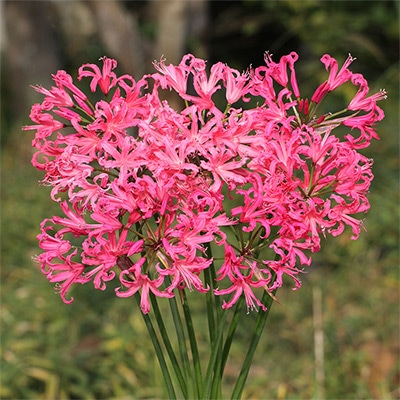 ネリネ パールズオブチェリー