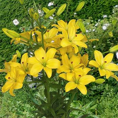 冷蔵ユリ スカシユリ イエローココット