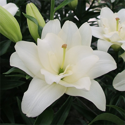 冷蔵ユリ 八重咲きLAハイブリットユリ ベルベデーレ