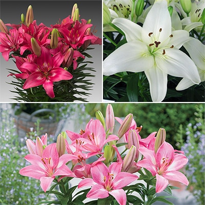 冷蔵ユリ スカシユリ フェアリーリリーミックス