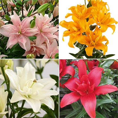 冷蔵ユリ 八重咲きスカシユリ見計らい