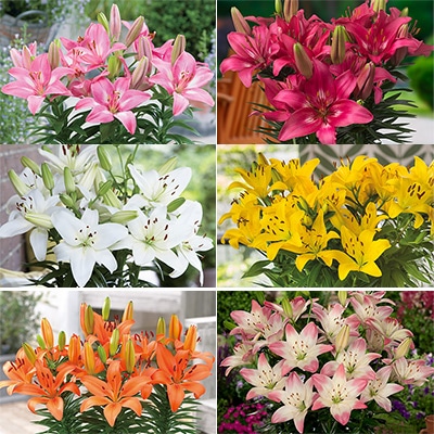 冷蔵ユリ フェアリーリリー見計らい