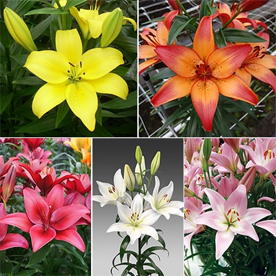 冷蔵ユリ 一重咲きスカシユリ見計らい