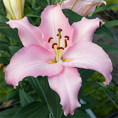 冷蔵ユリ オリエンタルユリ ルビアーノ