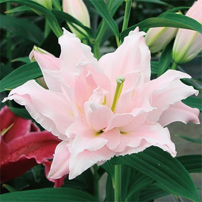 冷蔵ユリ オリエンタルユリ　アミスタッド