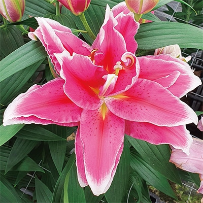 冷蔵ユリ オリエンタルユリ　ダブルファンタジー