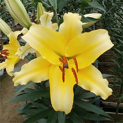 冷蔵ユリ バイネロン