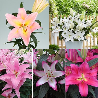 冷蔵ユリ オリエンタルユリ混合