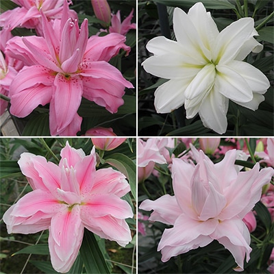 冷蔵ユリ 八重オリエンタルユリ見計らい