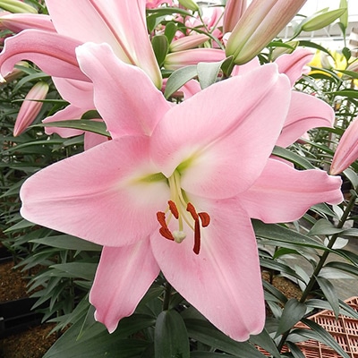 冷蔵ユリ オリエンタルユリ　テーブルダンス