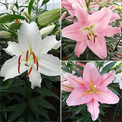 冷蔵ユリ オリエンタルユリ　3種セット