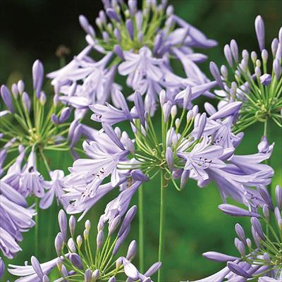 アガパンサス スーパーブルー