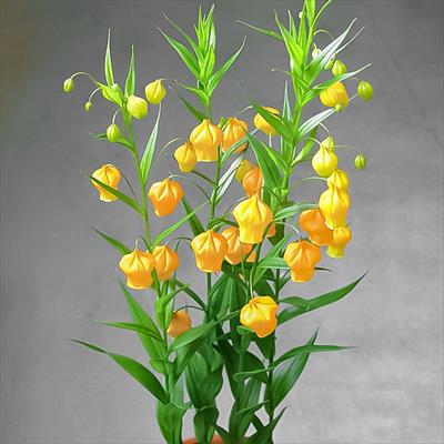 サンダーソニア オーランチアカ